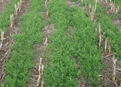 Photo of vetch as a winter cover crop in a former corn planting.