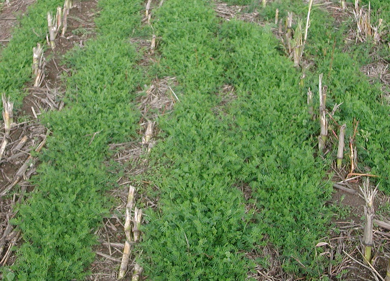 Vetch cover crop