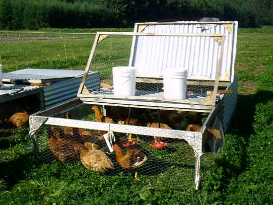 Movable pasture poultry cages.