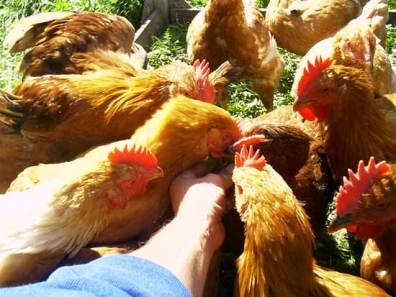 Photo of slow growing cornish cross chickens.