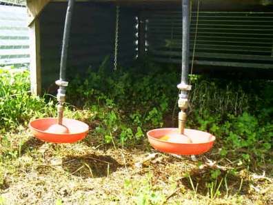 Photo of pasture Poultry Cage, hanging bell waterers.