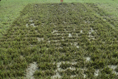 Freshly applied manure by Supercow Liquid Manure Applicator.