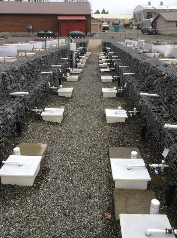 Photo of water collection units for Mesocosm rain garden research at WSU to study water quality after passing through various soil mixes.