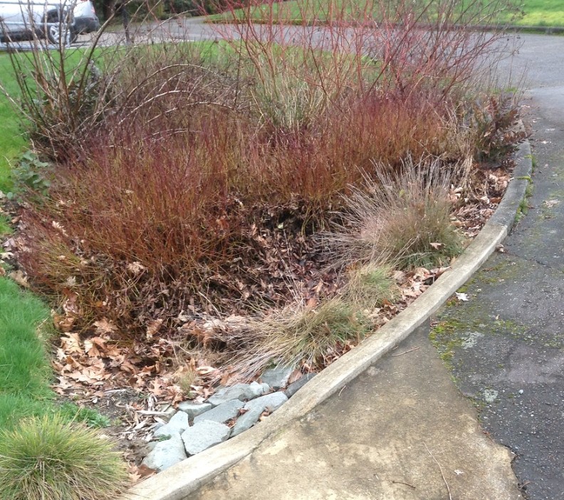Above-Photo of demonstration rain garden at WSU Puyallup.