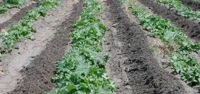 Photo of rhubarb fertilized with yard trimmings.