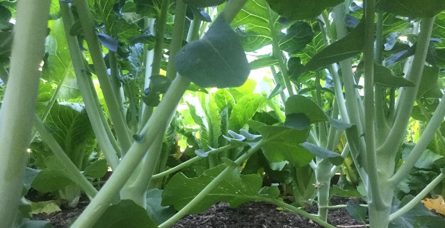 Low angle of broccoli plants.