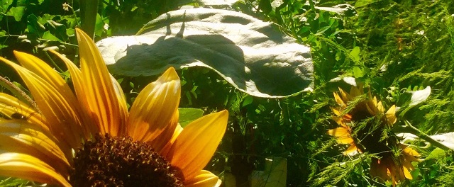 Close up of flowers.