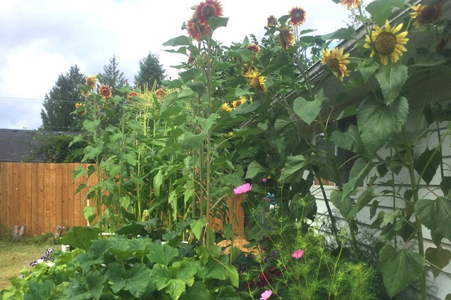 A garden featuring sunflowers and squash plants.
