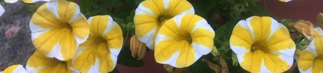 Yellow and white striped petunias.