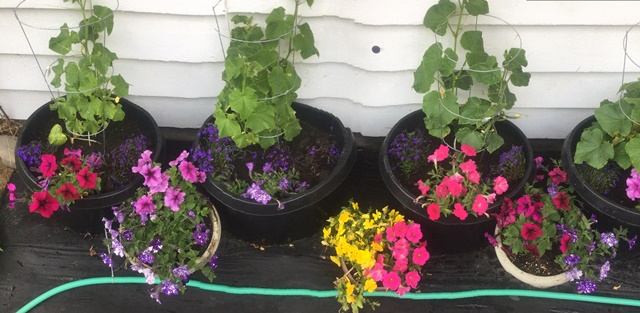 Container garden plants.