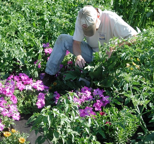 A person working in a flower bed.