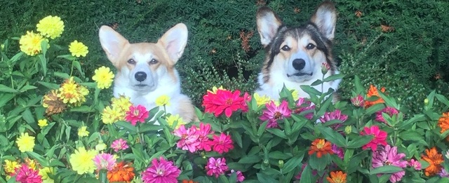 Two corgies in a flowerbed.