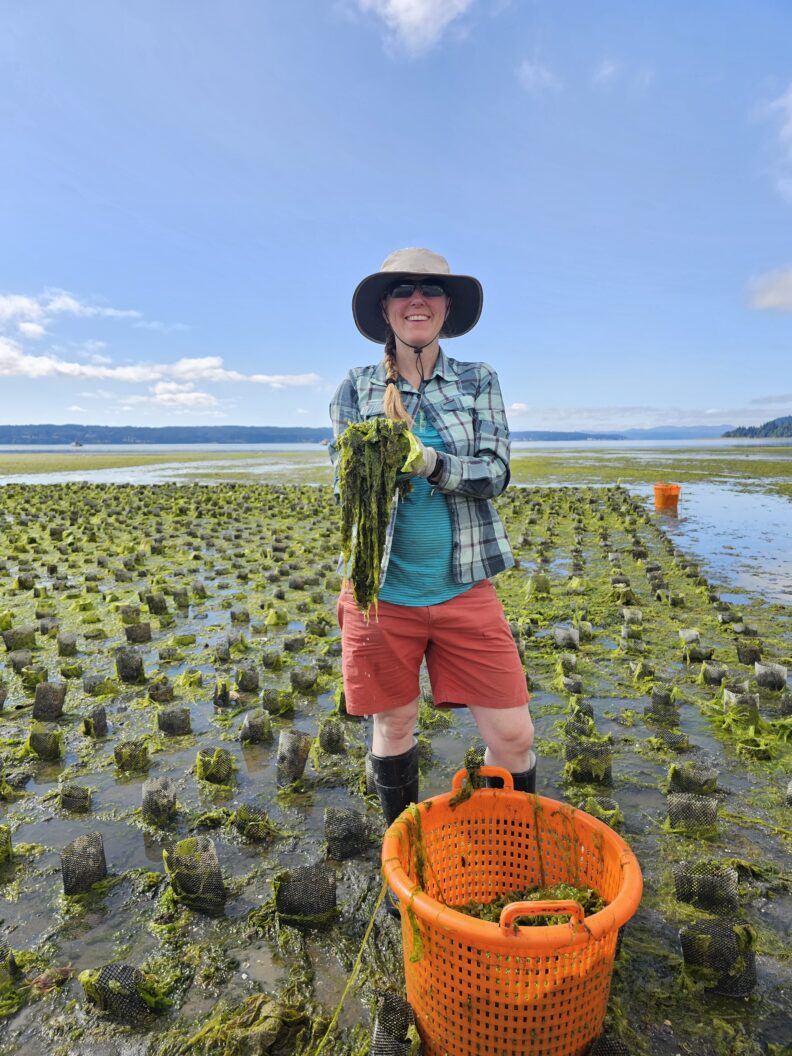 Researcher holding a handful of wet Ulva seaweed with the backdrop of production geoduck nursery collars that are covered in excess seaweed.