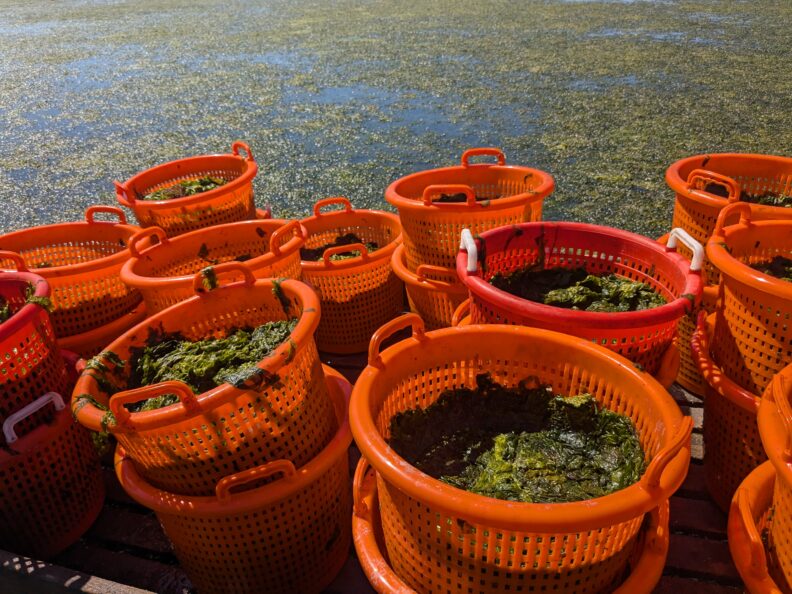 Orange baskets holding harvested Ulva seaweed on a shellfish farm tide flat.