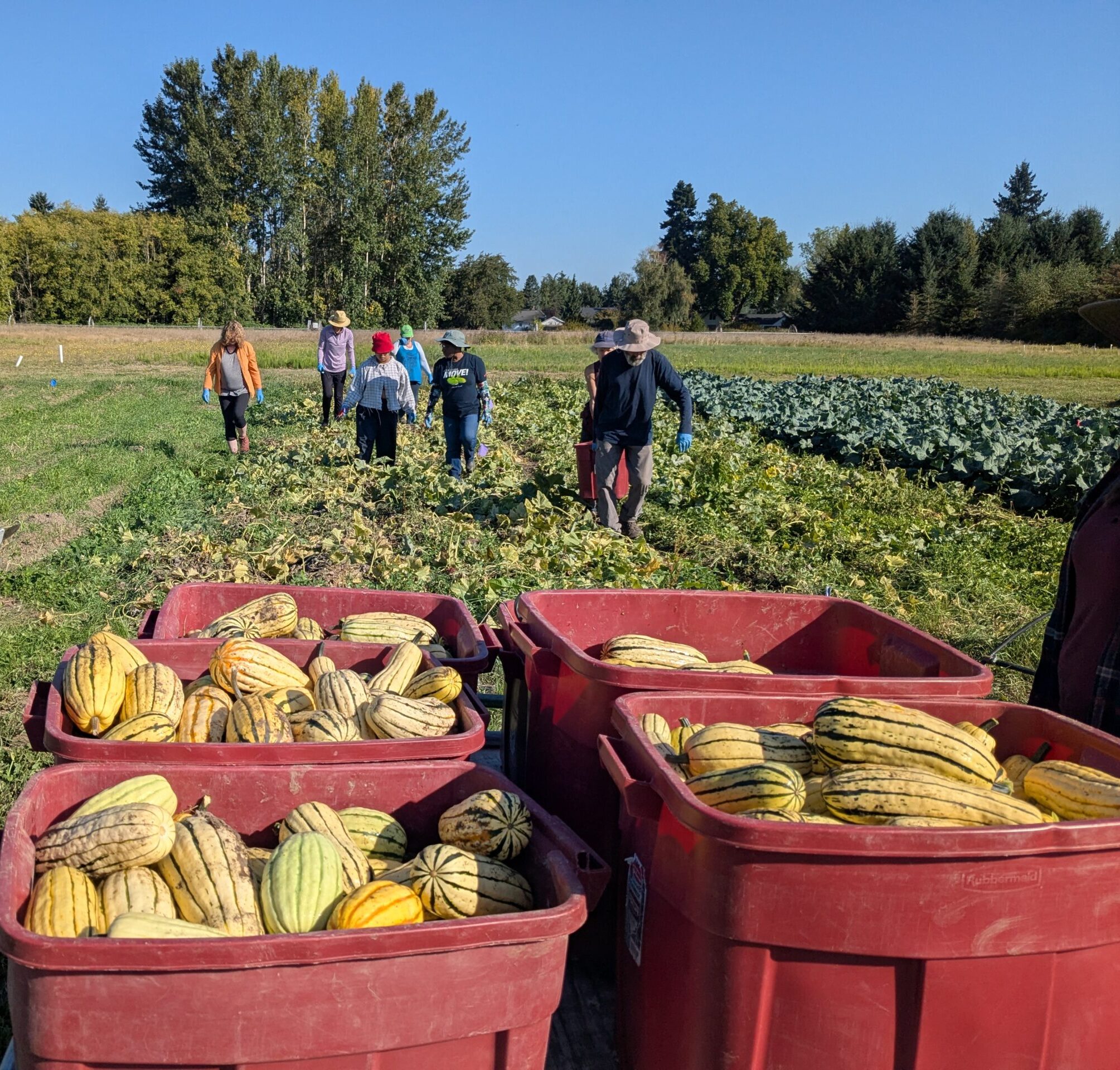 Gleaning volunteers harvesting organic delicata squash grown for research and donated to a local food pantry.