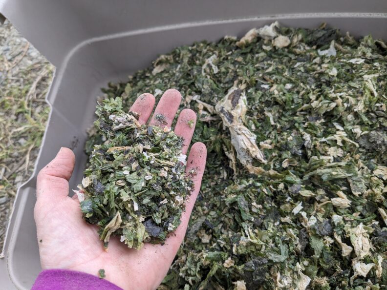 A hand holding flakes of dried, chopped Ulva species seaweed.