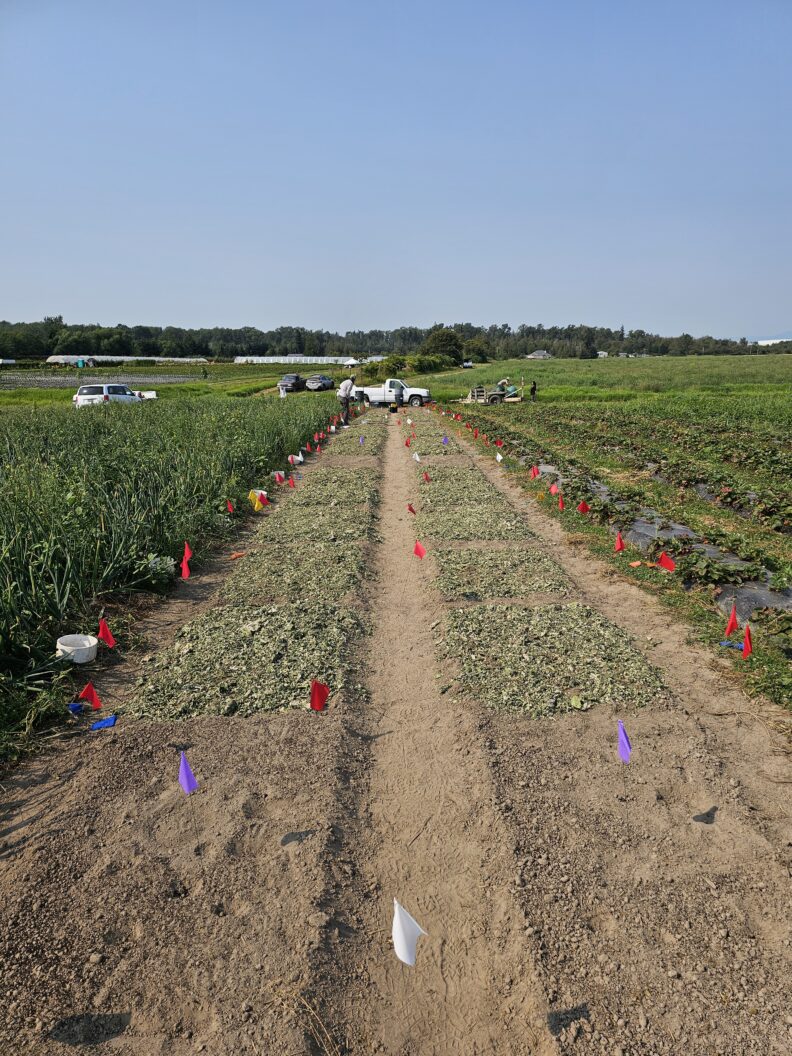 Two rows of unplanted vegetable beds on a farm, with dried seaweed spread in plots at various rates.