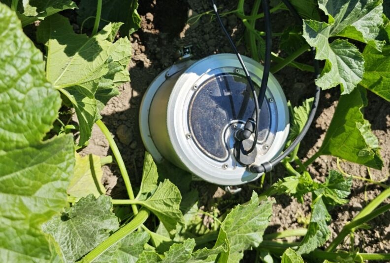 Saturated Hydraulic Conductivity in squash field