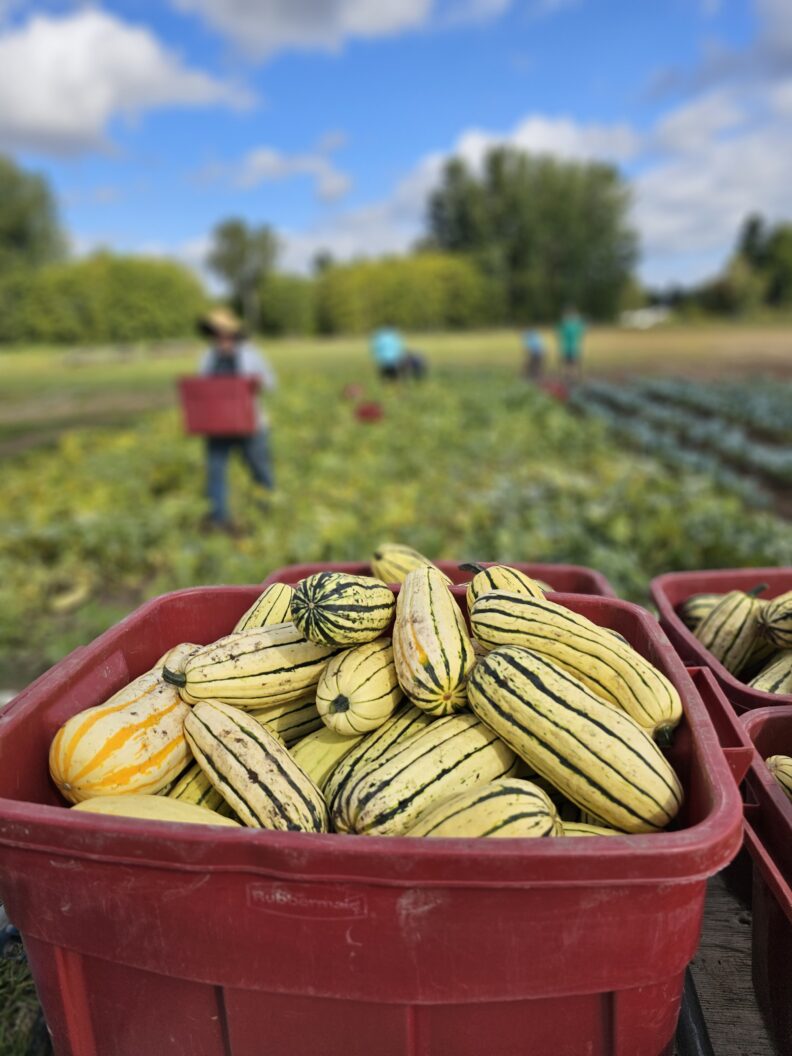 A bin of harvested delicata squash with people harvesting from a farm field in the background. 