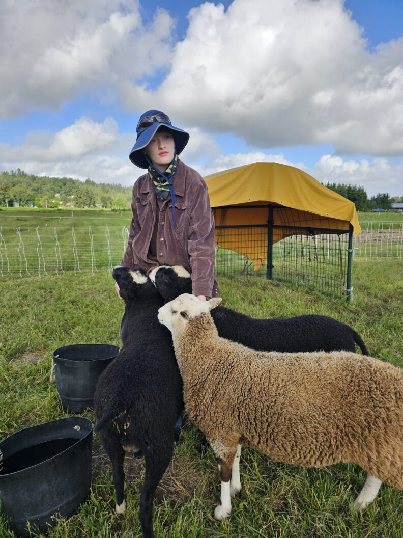 Staff with sheep in a field