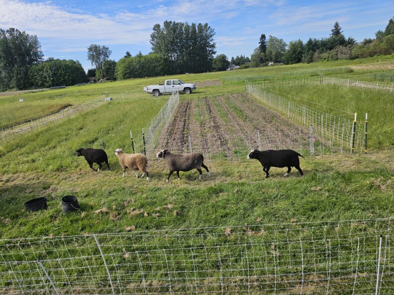 Sheet in a farm field with electric fencing to move them to blocks in rotation. 