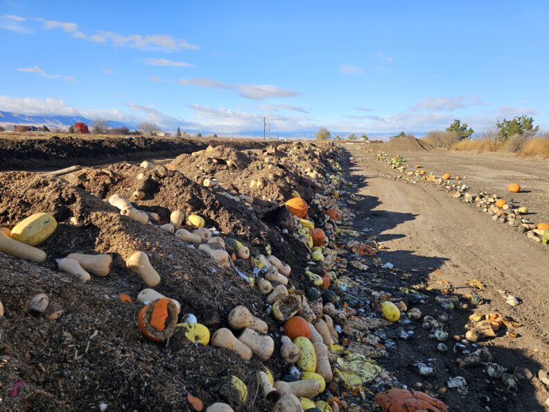 A newly build compost windrow with visible crop residue of winter squash.