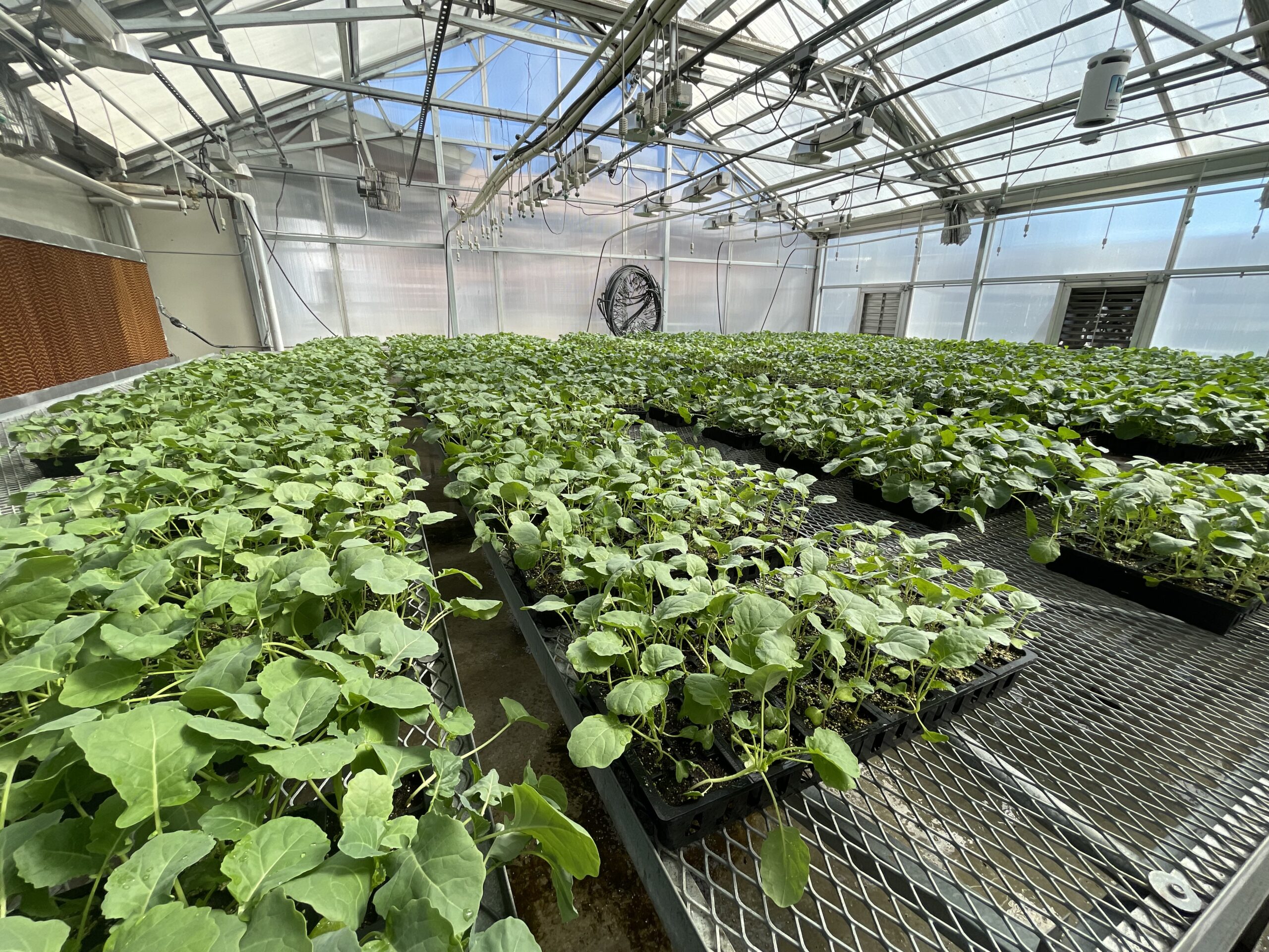 Broccoli seedlings growing in trays on a table in a greenhouse, to be transplanted into ltare plots.