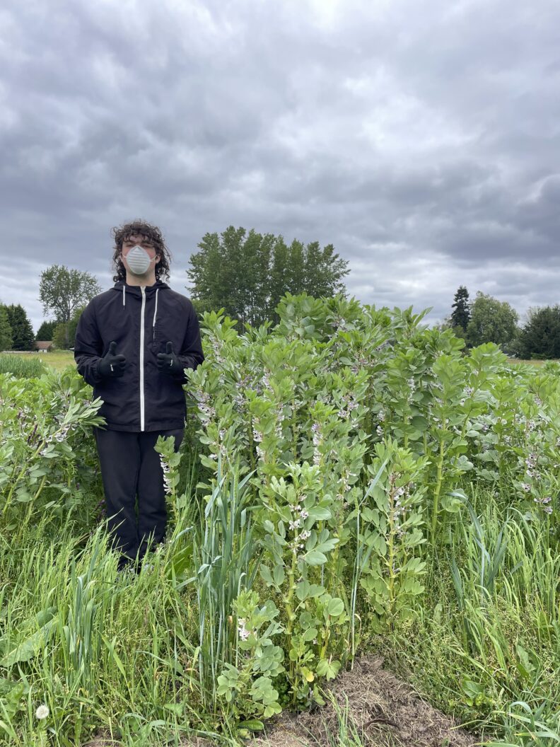 Staff in field of fava beans in bloom