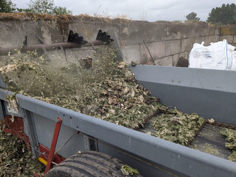 manure spreader being used to homogenize 1.2 MT dried Ulva species seaweed to be used as a soil amendment