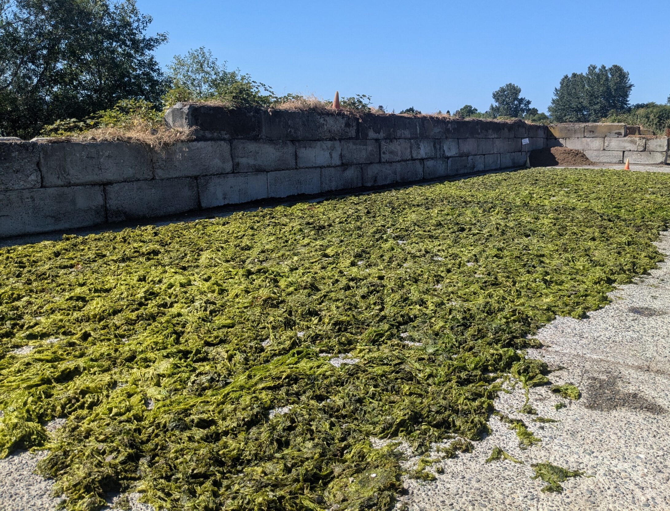 Ulva seaweed spread out on a cement pad to dry and be used as soil amendment.