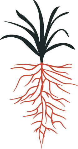 Illustration of turfgrass leaves and root system.
