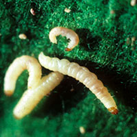 Small white worm like pests.
