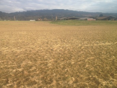Field of dead grass with stock barns in the farground.