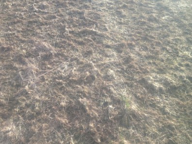 Close-up of dead grass.