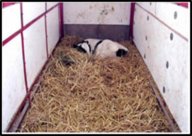 Calf lying in hutch. A thick bed of straw completely covers the anima's legs.