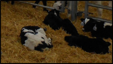 Four calves laying in a group pen.