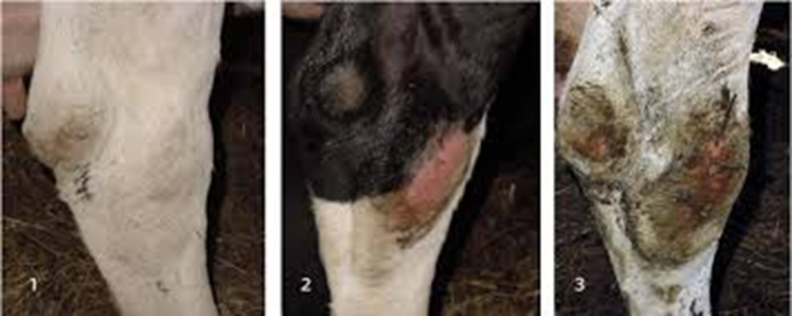 Hock lesions scored from 1 (left) to 3 (right).