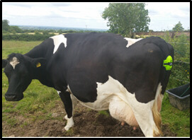 Dairy cow with monitoring device attached to tail.