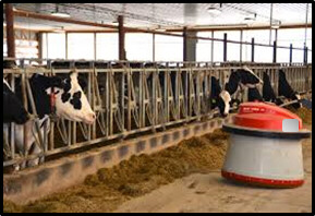 Robotic feed mixer distributes feed to cows along a dairy feeding pen.