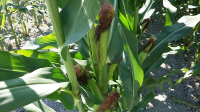 A partially developed ear of corn growning on the stalk.