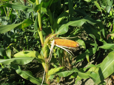 A mature ear of corn with the husk stripped to show kernels.