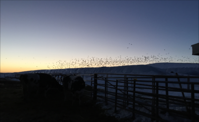A flock of birds is silhouetted above a dairy lot at sunset.