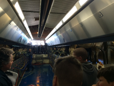 Tour members in the foreground look down a long aisle as cows are milked on either side.