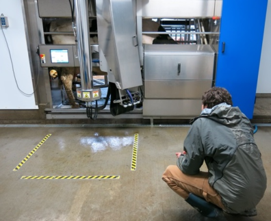 A man crouches in front of a robotic milking machine. Yellow striped warning tape on floor delineates danger area from machine motion.