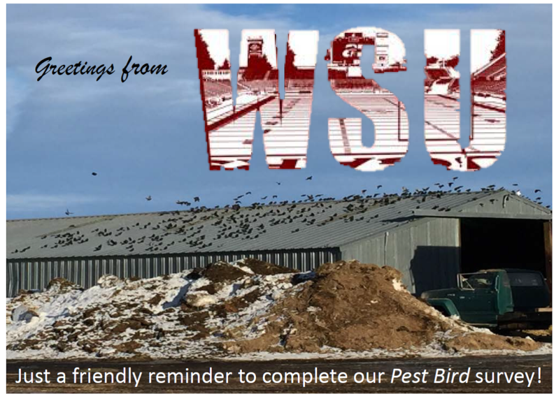 Flock of birds mobbing the roof of a storage building.