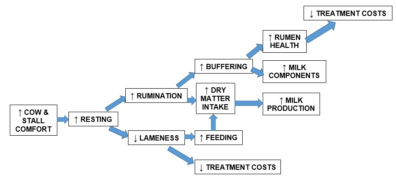Flow chart listing factors impacting cow comfort.