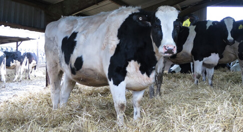 Dairy cows standing in hay.