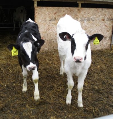 Two dairy calves