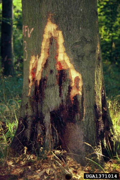 Bleeding cankers on Fagus sylvatica, caused by P. cambivora, with bark removed to show canker margin. (Photo: Andrej Kunca, National Forest Centre - Slovakia, Bugwood.org)
