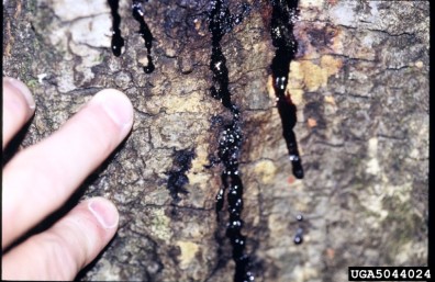 Bleeding canker caused by P. ramorum (Photo: Joseph O'Brien, USDA Forest Service, Bugwood.org)